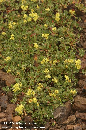 Eriogonum umbellatum var. majus (E. u. var. subalpinum)