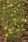 Alpine Sulphur-flower Buckwheat