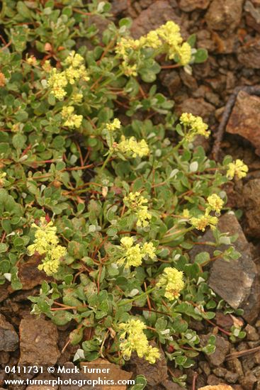 Eriogonum umbellatum var. majus (E. u. var. subalpinum)