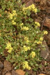 Alpine Sulphur-flower Buckwheat