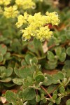 Alpine Sulphur-flower Buckwheat blossoms & foliage detail w/ raindrops