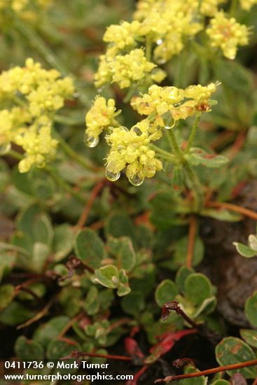 Eriogonum umbellatum var. majus (E. u. var. subalpinum)