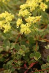 Alpine Sulphur-flower Buckwheat blossoms & foliage detail w/ raindrops