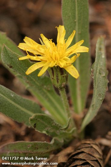 Nothocalais alpestris (Microseris alpestris)