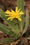 Smooth Mountain Dandelion