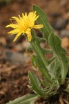 Smooth Mountain Dandelion