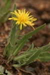 Smooth Mountain Dandelion