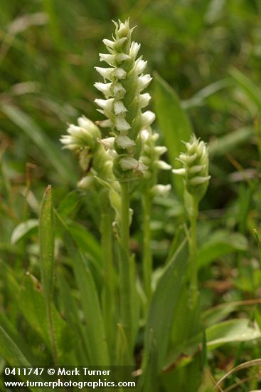 Spiranthes porrifolia