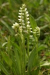 Western Ladies Tresses