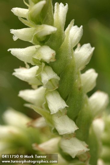 Spiranthes porrifolia