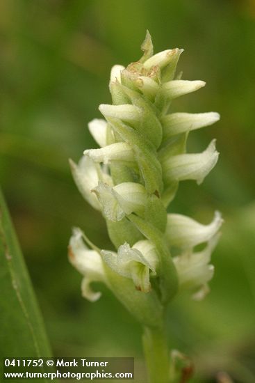 Spiranthes porrifolia