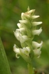 Western Ladies Tresses blossoms detail