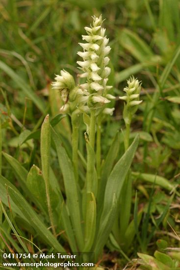 Spiranthes porrifolia