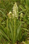 Western Ladies Tresses