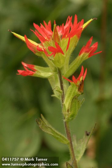 Castilleja suksdorfii