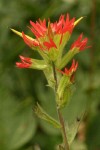 Bog Paintbrush bracts & blossoms