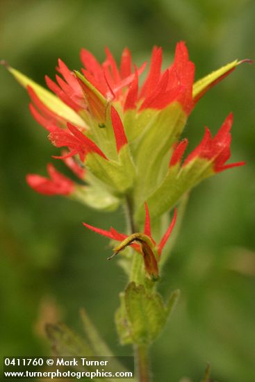 Castilleja suksdorfii