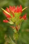 Bog Paintbrush bracts & blossoms