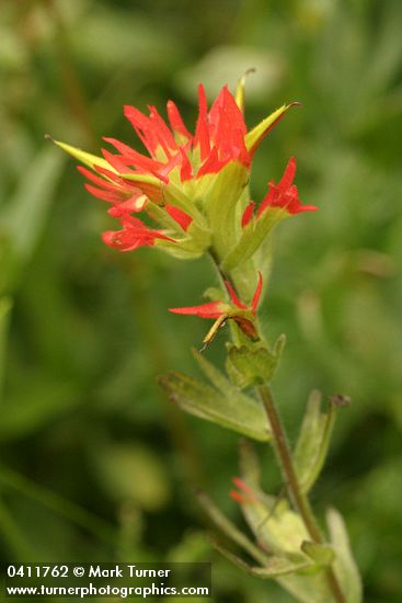 Castilleja suksdorfii