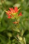 Bog Paintbrush