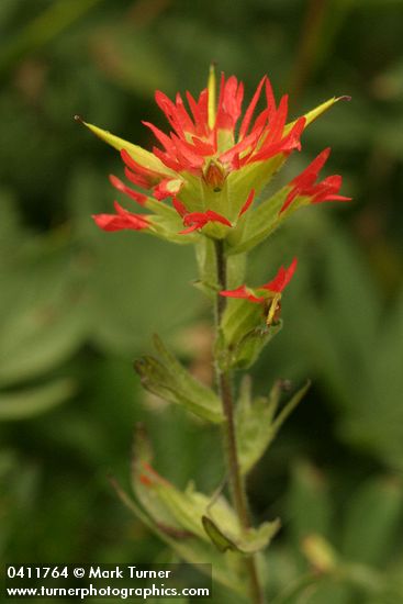 Castilleja suksdorfii