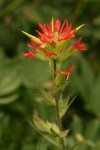 Bog Paintbrush