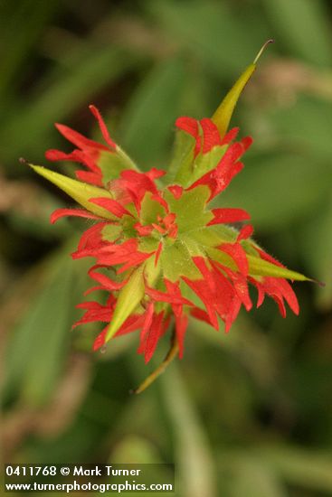 Castilleja suksdorfii