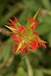 Bog Paintbrush bracts & blossoms detail fr above