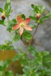 Copperbush blossom & foliage detail