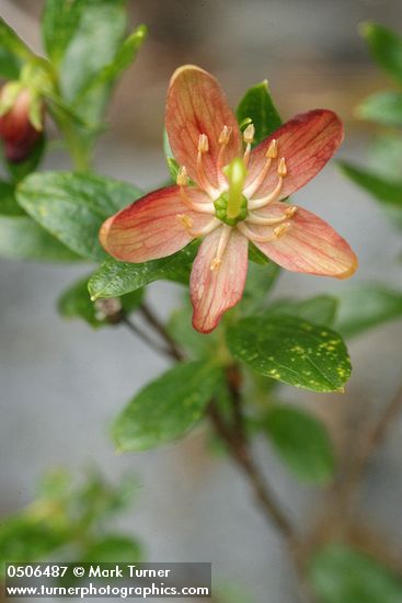 Elliottia pyroliflorus (Cladothamnus pyroliflorus)