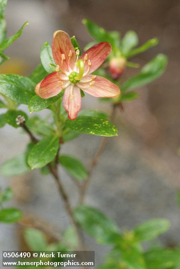 Elliottia pyroliflorus (Cladothamnus pyroliflorus)