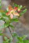 Copperbush blossom & foliage detail