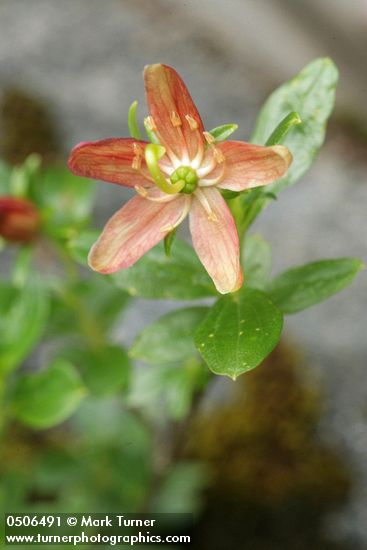 Elliottia pyroliflorus (Cladothamnus pyroliflorus)