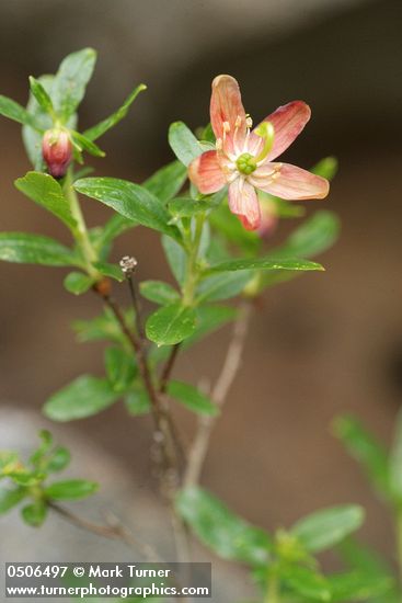 Elliottia pyroliflorus (Cladothamnus pyroliflorus)