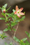 Copperbush blossom & foliage detail