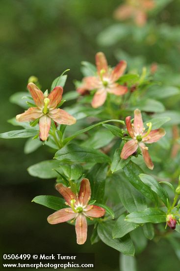 Elliottia pyroliflorus (Cladothamnus pyroliflorus)