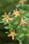 Copperbush blossoms & foliage