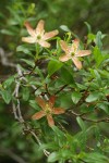 Copperbush blossoms & foliage