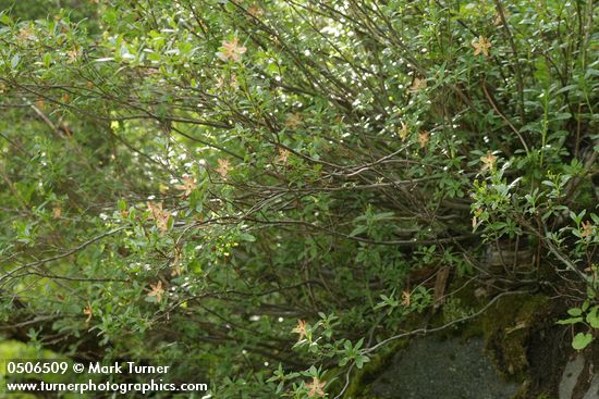 Elliottia pyroliflorus (Cladothamnus pyroliflorus)