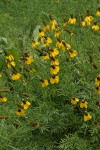 Mexican Hat (Upright Prairie Coneflower)