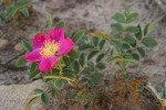 Woods Rose along Wilson Mesa Tr.