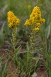 Narrow Goldenrod (Mt. Albert Goldenrod)