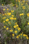 Hairy False Goldenaster