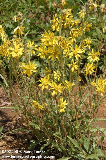 Helianthella parryi