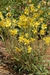 Parry Wood Sunflowers (Parry's Dwarf-sunflower)
