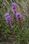 Dotted Gayfeather (Dotted Blazing Star)