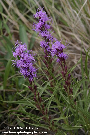 Liatris punctata