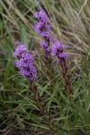 Dotted Gayfeather (Dotted Blazing Star)