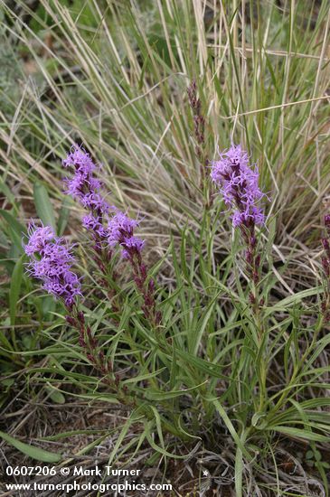 Liatris punctata