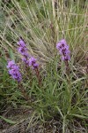 Dotted Gayfeather (Dotted Blazing Star)